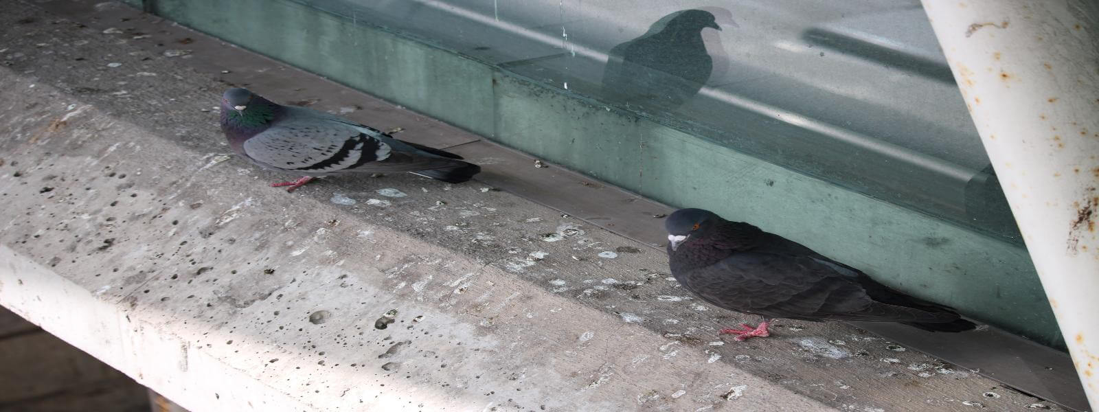 Pigeon Guano Removal